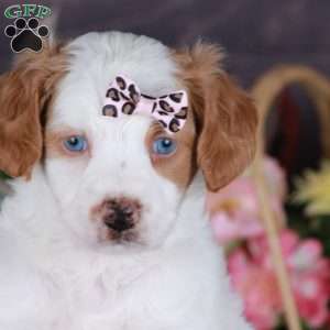 SERENITY, Mini Golden Mountain Doodle Puppy